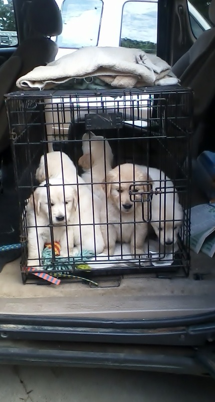 puppies in van